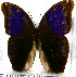  ( - JFDA2119)  @11 [ ] by-nc-sa (2025) Jean F. Le Crom Jean F. Le Crom