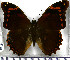  (Opsiphanes camena - JFDA2123)  @11 [ ] by-nc-sa (2025) Jean F. Le Crom Jean F. Le Crom