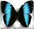  (Morpho achilles phokylides - JFDA2189)  @11 [ ] by-nc-sa (2025) Jean F. Le Crom Jean F. Le Crom