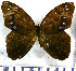  ( - JFDA2195)  @11 [ ] by-nc-sa (2025) Jean F. Le Crom Jean F. Le Crom