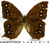  (Antirrhea geryon - JFDA2196)  @11 [ ] by-nc-sa (2025) Jean F. Le Crom Jean F. Le Crom