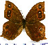  ( - JFDA2197)  @11 [ ] by-nc-sa (2025) Jean F. Le Crom Jean F. Le Crom
