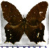  (Antirrhea miltiades - JFDA2200)  @11 [ ] by-nc-sa (2025) Jean F. Le Crom Jean F. Le Crom