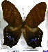  ( - JFDA2202)  @11 [ ] by-nc-sa (2025) Jean F. Le Crom Jean F. Le Crom