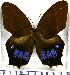  ( - JFDA2204)  @11 [ ] by-nc-sa (2025) Jean F. Le Crom Jean F. Le Crom