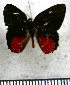  ( - JFDA2229)  @11 [ ] by-nc-sa (2025) Jean F. Le Crom Jean F. Le Crom