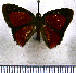  (Pelolasia mazaca - JFDA2358)  @11 [ ] by-nc-sa (2025) Jean F. Le Crom Jean F. Le Crom