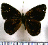  (Pelolasia candaria - JFDA2360)  @11 [ ] by-nc-sa (2025) Jean F. Le Crom Jean F. Le Crom