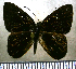  (Pelolasia bettina - JFDA2361)  @11 [ ] by-nc-sa (2025) Jean F. Le Crom Jean F. Le Crom