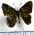 (Pelolasia eupatra - JFDA2363)  @11 [ ] by-nc-sa (2025) Jean F. Le Crom Jean F. Le Crom