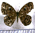  (Ectosemia - JFDA2402)  @11 [ ] by-nc-sa (2025) Jean F. Le Crom Jean F. Le Crom