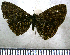  (Catocyclotis densemaculata - JFDA2522)  @11 [ ] by-nc-sa (2025) Jean F. Le Crom Jean F. Le Crom