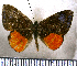  (Catocyclotis elpinice - JFDA2523)  @11 [ ] by-nc-sa (2025) Jean F. Le Crom Jean F. Le Crom