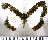  (Nymphidium lenocinium - JFDA2526)  @11 [ ] by-nc-sa (2025) Jean F. Le Crom Jean F. Le Crom