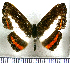  (Nymphidium azanoides amazonensis - JFDA2528)  @11 [ ] by-nc-sa (2025) Jean F. Le Crom Jean F. Le Crom
