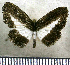  (Nymphidium ariari - JFDA2534)  @11 [ ] by-nc-sa (2025) Jean F. Le Crom Jean F. Le Crom