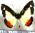  (Nymphidium haematostictum - JFDA2544)  @11 [ ] by-nc-sa (2025) Jean F. Le Crom Jean F. Le Crom