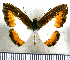  (Nymphidium caricae erubescens - JFDA2552)  @11 [ ] by-nc-sa (2025) Jean F. Le Crom Jean F. Le Crom