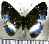  (Periplacis laobotas - JFDA2563)  @11 [ ] by-nc-sa (2025) Jean F. Le Crom Jean F. Le Crom
