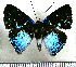  (Periplacis clotho - JFDA2569)  @11 [ ] by-nc-sa (2025) Jean F. Le Crom Jean F. Le Crom