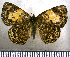  (Argyraspila thara - JFDA2591)  @11 [ ] by-nc-sa (2025) Jean F. Le Crom Jean F. Le Crom