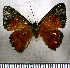  ( - JFDA2594)  @11 [ ] by-nc-sa (2025) Jean F. Le Crom Jean F. Le Crom