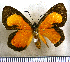  (Sanguinea cruentata - JFDA2603)  @11 [ ] by-nc-sa (2025) Jean F. Le Crom Jean F. Le Crom