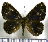  (Setabis lagus jansoni - JFDA2614)  @11 [ ] by-nc-sa (2025) Jean F. Le Crom Jean F. Le Crom