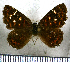  (Aricoris epulus - JFDA2626)  @11 [ ] by-nc-sa (2025) Jean F. Le Crom Jean F. Le Crom