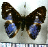  ( - JFDA2633)  @11 [ ] by-nc-sa (2025) Jean F. Le Crom Jean F. Le Crom