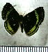  ( - JFDA2677)  @11 [ ] by-nc-sa (2025) Jean F. Le Crom Jean F. Le Crom