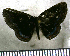  (Detritivora negro - JFDA2705)  @11 [ ] by-nc-sa (2025) Jean F. Le Crom Jean F. Le Crom