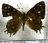  (Sarota subtessellata - JFDA2709)  @11 [ ] by-nc-sa (2025) Jean F. Le Crom Jean F. Le Crom