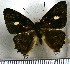  (Anteros acheus troas - JFDA2732)  @11 [ ] by-nc-sa (2025) Jean F. Le Crom Jean F. Le Crom