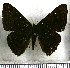  (Emesis opypore - JFDA2742)  @11 [ ] by-nc-sa (2025) Jean F. Le Crom Jean F. Le Crom