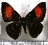  (Emesis heteroclita - JFDA2745)  @11 [ ] by-nc-sa (2025) Jean F. Le Crom Jean F. Le Crom