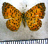  ( - JFDA2821)  @11 [ ] by-nc-sa (2025) Jean F. Le Crom Jean F. Le Crom