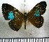  (Argyrogrammana barine - JFDA2822)  @11 [ ] by-nc-sa (2025) Jean F. Le Crom Jean F. Le Crom