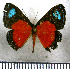  (Argyrogrammana bonita - JFDA2827)  @11 [ ] by-nc-sa (2025) Jean F. Le Crom Jean F. Le Crom