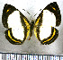  (Baeotis felix - JFDA2839)  @11 [ ] by-nc-sa (2025) Jean F. Le Crom Jean F. Le Crom