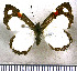  (Baeotis kadenii - JFDA2842)  @11 [ ] by-nc-sa (2025) Jean F. Le Crom Jean F. Le Crom