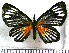  (Pheles strigosus - JFDA2851)  @11 [ ] by-nc-sa (2025) Jean F. Le Crom Jean F. Le Crom