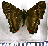  (Siseme pallas defasciata - JFDA2861)  @11 [ ] by-nc-sa (2025) Jean F. Le Crom Jean F. Le Crom