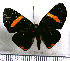  (Melanis hodia - JFDA2879)  @11 [ ] by-nc-sa (2025) Jean F. Le Crom Jean F. Le Crom