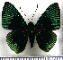  (Lyropteryx apollonia - JFDA2880)  @11 [ ] by-nc-sa (2025) Jean F. Le Crom Jean F. Le Crom