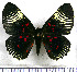  (Lyropteryx terpsichore - JFDA2882)  @11 [ ] by-nc-sa (2025) Jean F. Le Crom Jean F. Le Crom