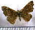  (Pseudotinea - JFDA2930)  @11 [ ] by-nc-sa (2025) Jean F. Le Crom Jean F. Le Crom