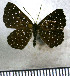  (Echydna chaseba - JFDA2936)  @11 [ ] by-nc-sa (2025) Jean F. Le Crom Jean F. Le Crom