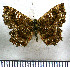 (Calydna venusta - JFDA2938)  @11 [ ] by-nc-sa (2025) Jean F. Le Crom Jean F. Le Crom
