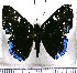  (Calydna jeannea - JFDA2941)  @11 [ ] by-nc-sa (2025) Jean F. Le Crom Jean F. Le Crom